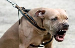 Casoria: pitbull contro i carabinieri ma morde il padrone, in carcere un 26enne